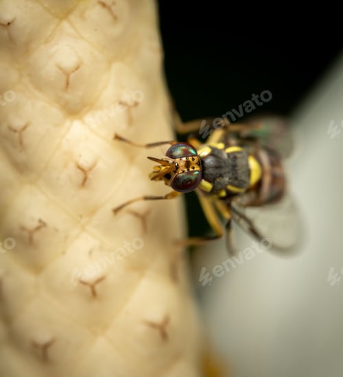 Preview: Isolated close-up shot of a Bactrocera dorsalis, a species of fruit fly