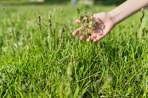 Preview: Spring time, woman's hand with green field herbs