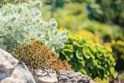Preview: Various succulents outdoors in the garden