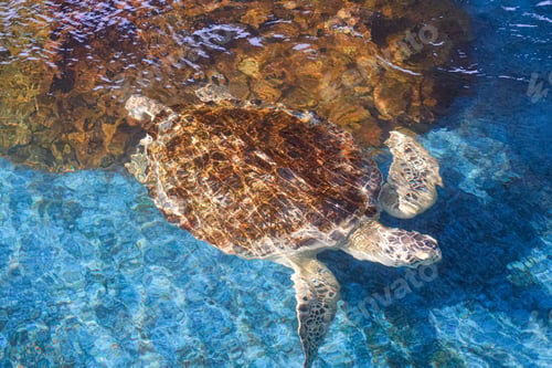 Preview: Big Olive Ridley turtle is swimming below the sea water surface in large pond at the marine aquarium