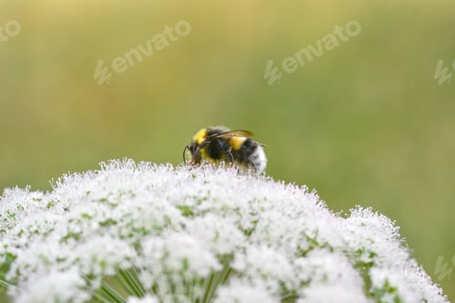Preview: Closeup macro of a bumblebee on white flowers