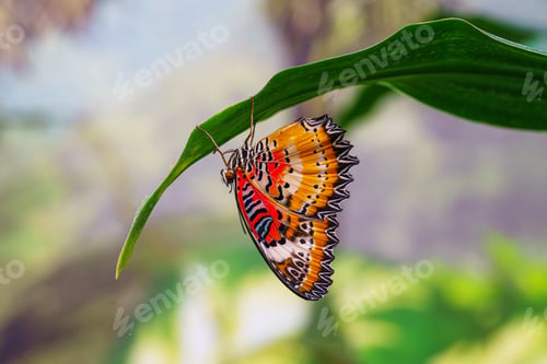 Preview: Cethosia Biblis, The Lacewing Biblis Or Red Lacewing Butterfly Sitting On Leaf In Outdoor Garden