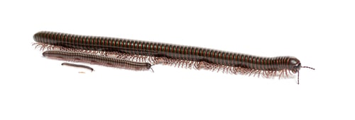 Preview: Ghana speckled leg millipede, Telodeinopus autii, of different stages