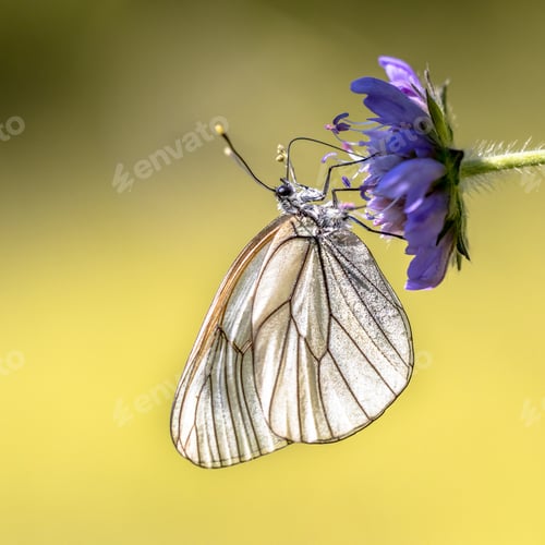 Preview: Black veined white butterfly