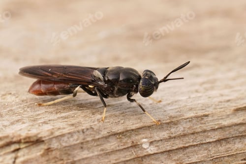 Preview: Closeup on a cosmopolitian species, the black soldier fly, Hermetia illucens sitting on wood