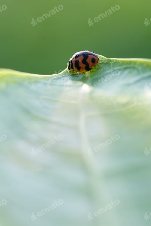Preview: lady bug