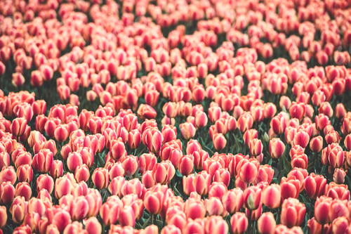 Preview: Multicolored tulips field in the Netherlands