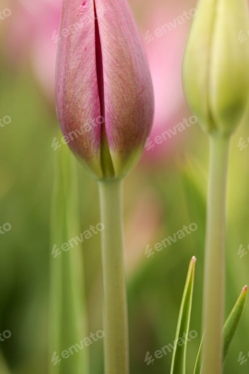Preview: Tulip Garden