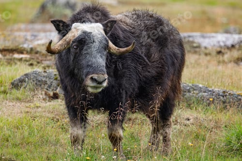 Preview: Wild musk ox with shaggy fur and curved horns standing on a grassy tundra meadow in summertime.