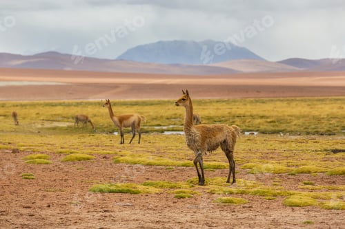 Preview: Vicuna