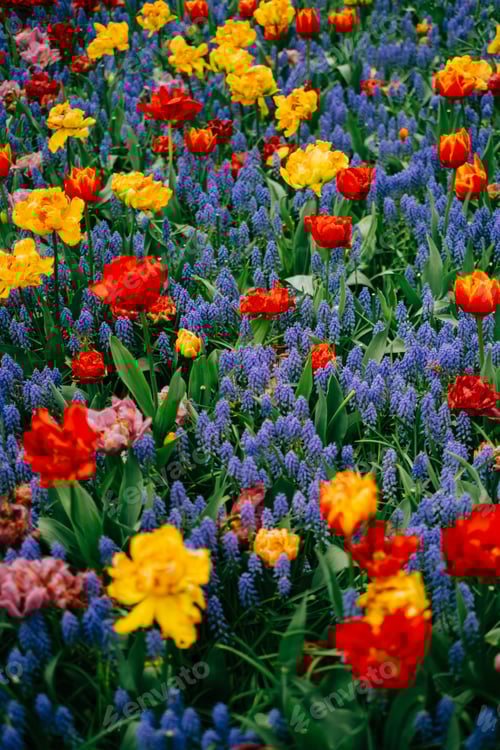 Preview: Blooming flowers tulips in the spring garden keukenhof.