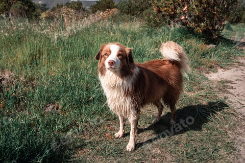 Preview: Australian Shepherd dog outdoors