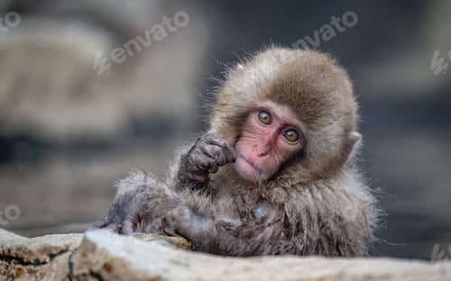 Preview: Infant Japanese Macaque