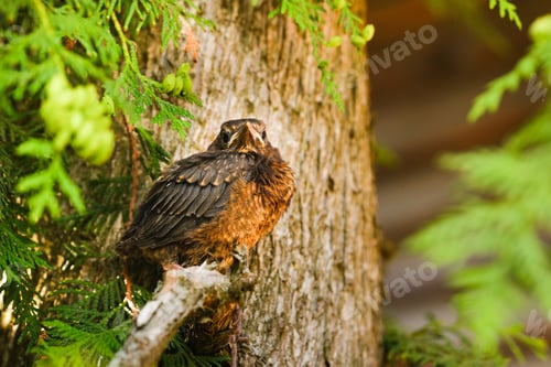 Preview: A thrush chick is sitting on a tree branch. The bird is a small blackbird sitting on the tree
