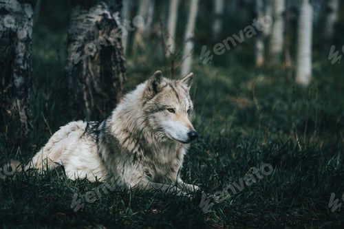 Preview: Closeup of a furry wolfdog lying in grass in a forest