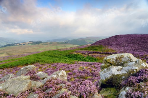 Preview: Heather at Winyards Nick