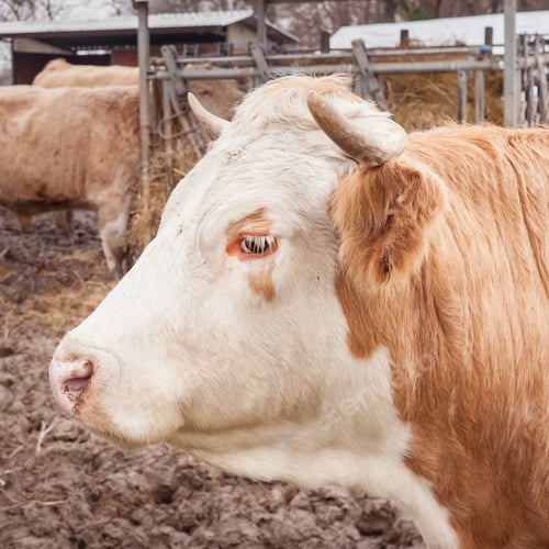 Preview: Closeup of a cow
