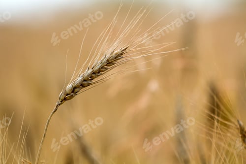 Preview: Close-up of warm colored golden yellow ripe focused wheat head on sunny summer day