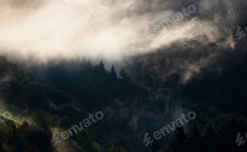 Preview: Misty landscape with fir forest