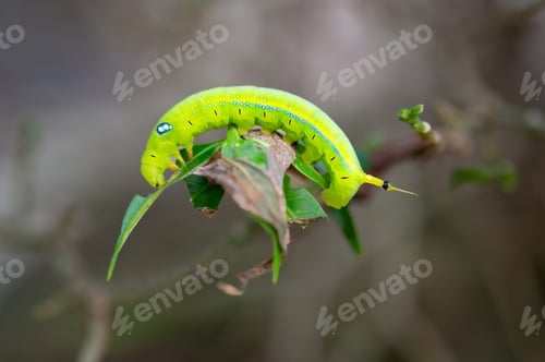 Preview: Beautiful caterpillar shine in the morning