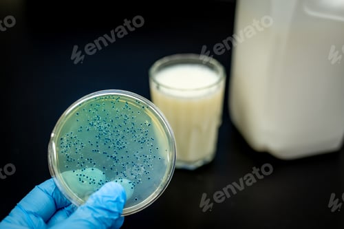 Preview: Bacteria isolated and cultured in a petri dish
