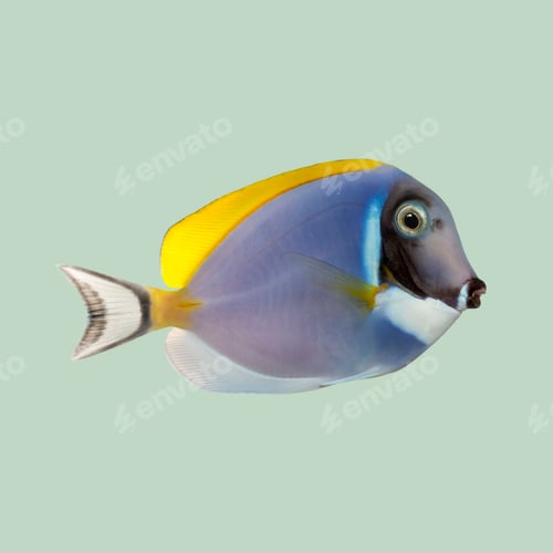 Vista previa: Studio shot of a colorful powder blue tang fish swimming on a light green background