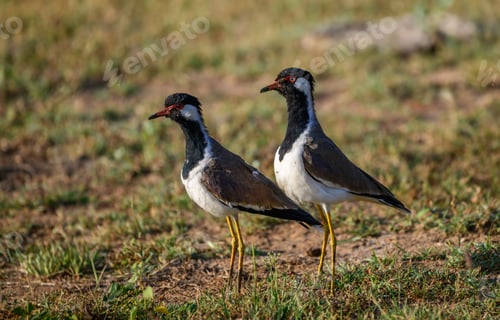 Preview: A pair of red-wattled lapwings stand alert on open grassland in Yala National Park, Sri Lanka