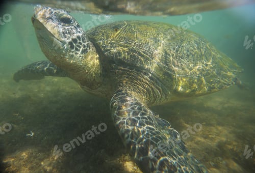 Preview: Turtle