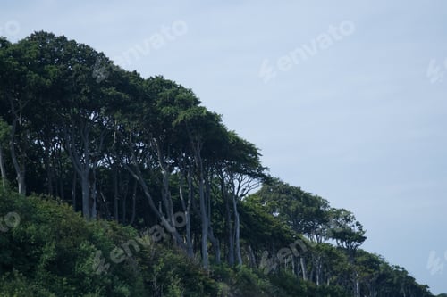 Preview: Forest