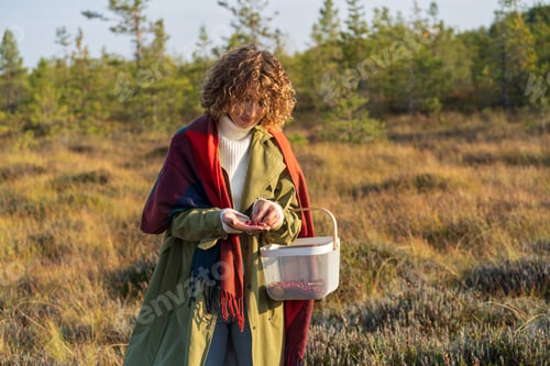 Preview: Picking harvest of cranberries on swamp: young woman holding basket and ripe red berries in hands