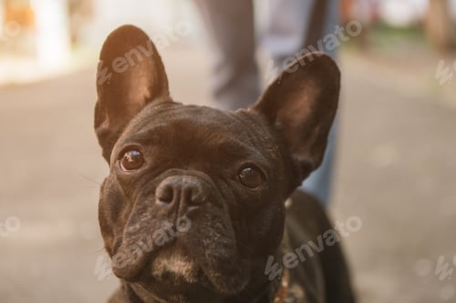 Preview: selective focus of cute french bulldog looking at camera outside