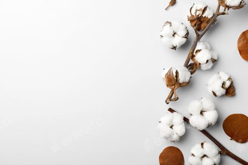 Preview: Flat lay composition with cotton flowers on light grey background. Space for text