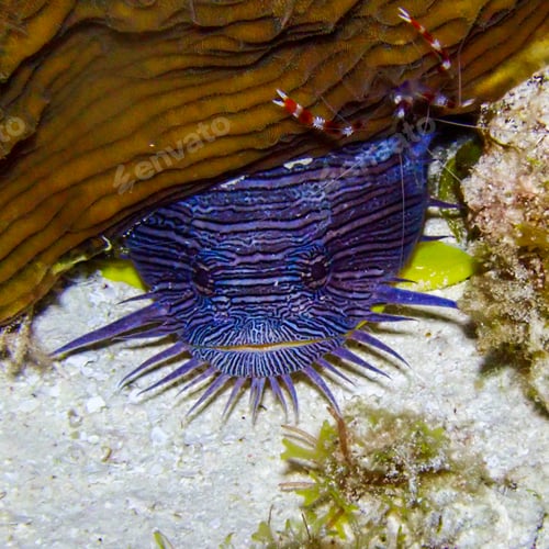 Preview: Macro shot of a splendid toadfish underwater