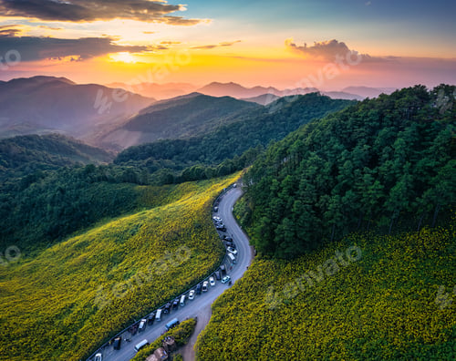Preview: Beautiful sunset over Tree Marigold field blossom, winding road and mountain