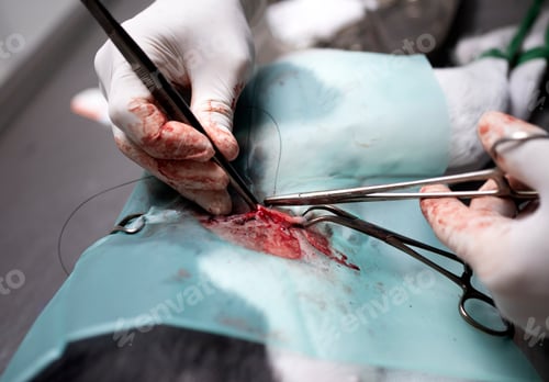 Preview: dog sterilization and vet