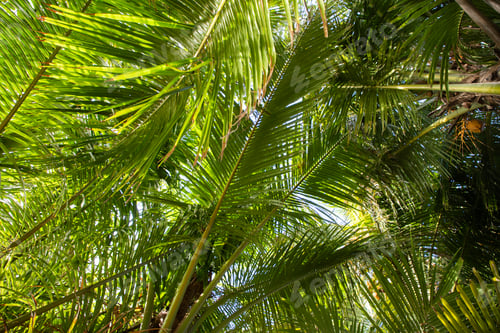 Preview: palm trees tropical greenery background