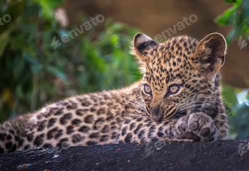 Preview: A Best wildlife sanctuary in the world