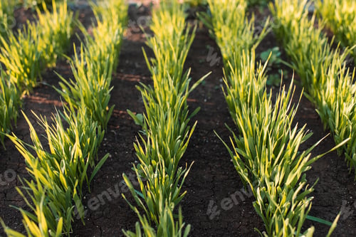 Preview: Growing oats grass sprouts in row at meadow