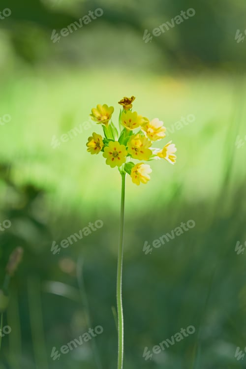 Preview: Spring primrose Primula veris at Aland Islands.