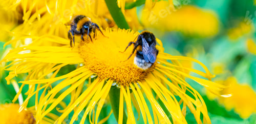 Preview: Bee collecting nectar from a beautiful flower