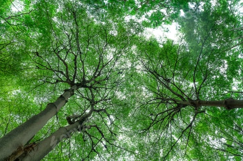 Preview: Selective focus on tree in park. Bottom view of tree trunk to green leaves of tree in forest