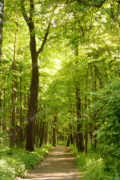 Preview: A path through a green sunny spring forest, illuminated by sunlight