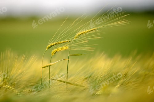 Preview: Green wheat spike in the field in the evening light