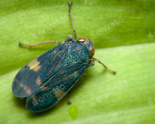 Preview: Top view of a small insect on a leaf