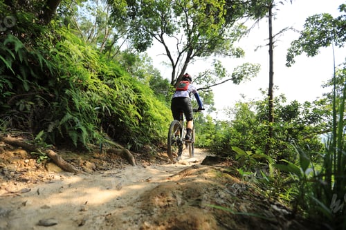 Preview: Cross country biking in summer forest