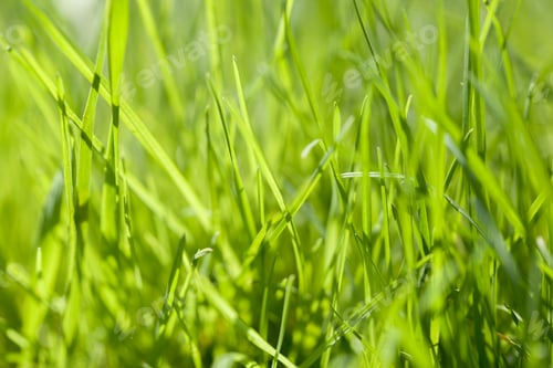 Preview: Background of green grass on a summer day
