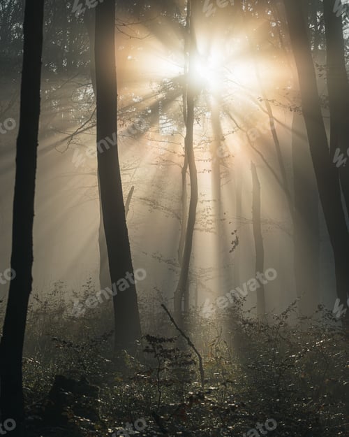 Preview: Sunlight through misty forest