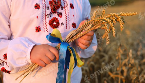 Preview: Ukrainian child in vyshyvanka holds a golden sheaf of wheat
