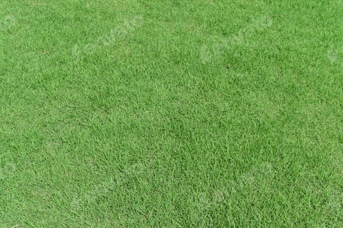Preview: Green meadow grass field for sport background.