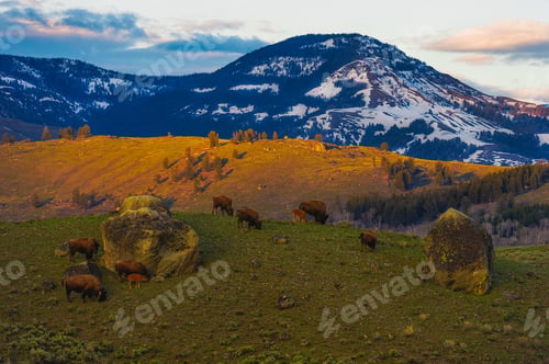 Preview: Beautiful shot of cows grazing on background of hills in the Yellow Stone National Park